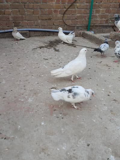 KingAmrican king Male American fantail female with Chick for sale