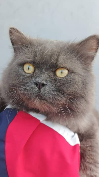 Beautiful Persian Male Cat for Sale