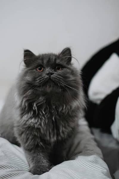 Urgant sale Persian cat 03243901688 only watsap
