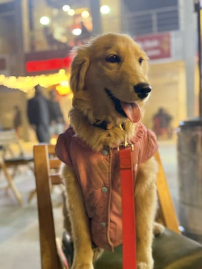 Golden Retriever pedigree