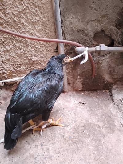 8/9 month ki hen urgent for sale all ok price 4000