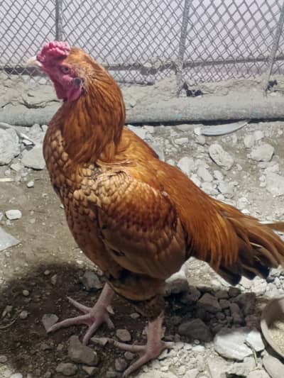 murga or murgi jora hy