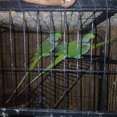 raw parrot bolna wala