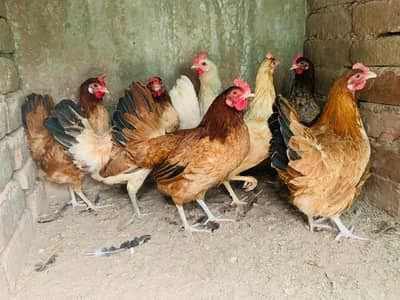 golden misri ando wali available for sale