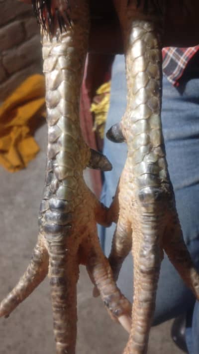 Heera aseel murgi for sale Killon wali murgi