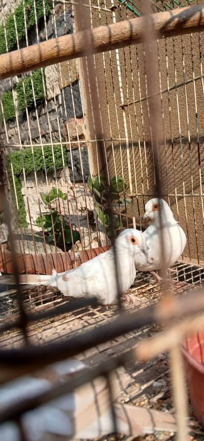 Red pied clear pieces