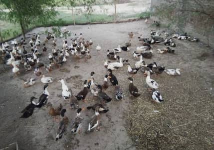 Desi egg laying ducks sale