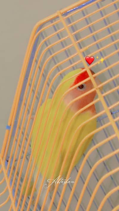 Lutino Lovebirds Confirm Breeder Pair for sale.