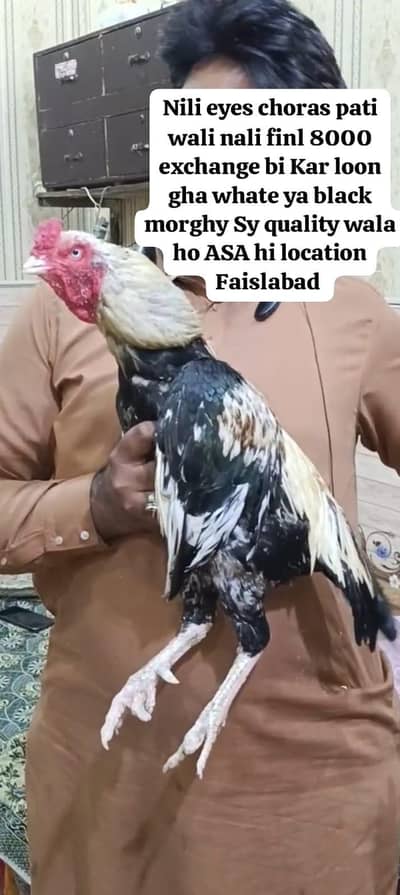 dodiya sawa morgha exchange possible hai