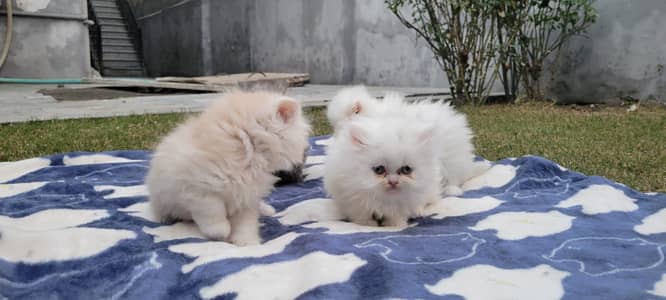 Persian Kitten Triple Coated  for sale
