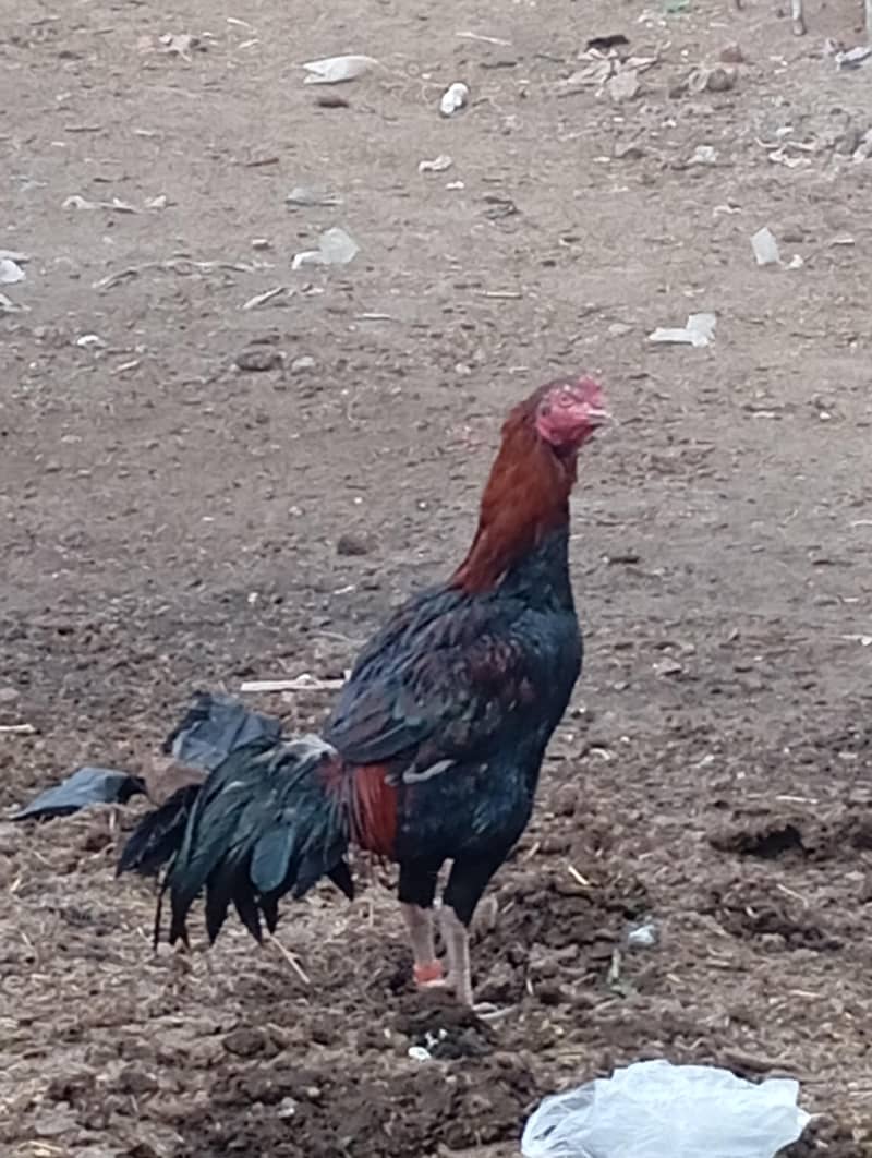 Aseel Lasani Murga / Aseel Hen / Aseel for sale 2