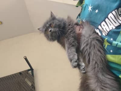 grey persion female cat very healthy play ful 03262647507