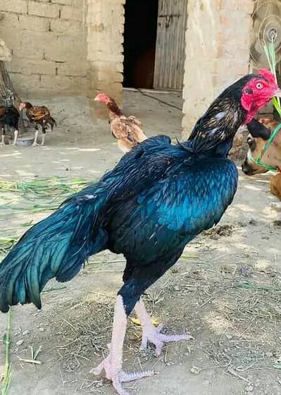 Home breed Pakistani and Thai cross