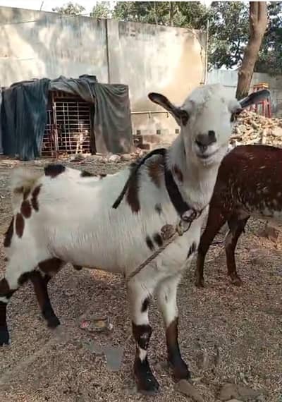 breeder andu ablak male