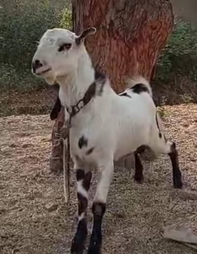 breeder andu Tedda ablak male