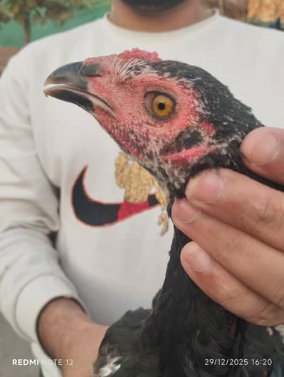 Good breed pure burmi pathy good quality heatly and active gurrente