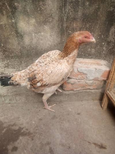 high quality aseel murgi heat per hai