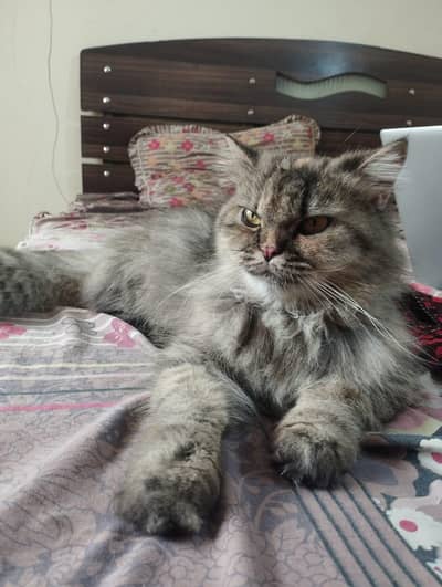 Persian triple coated female