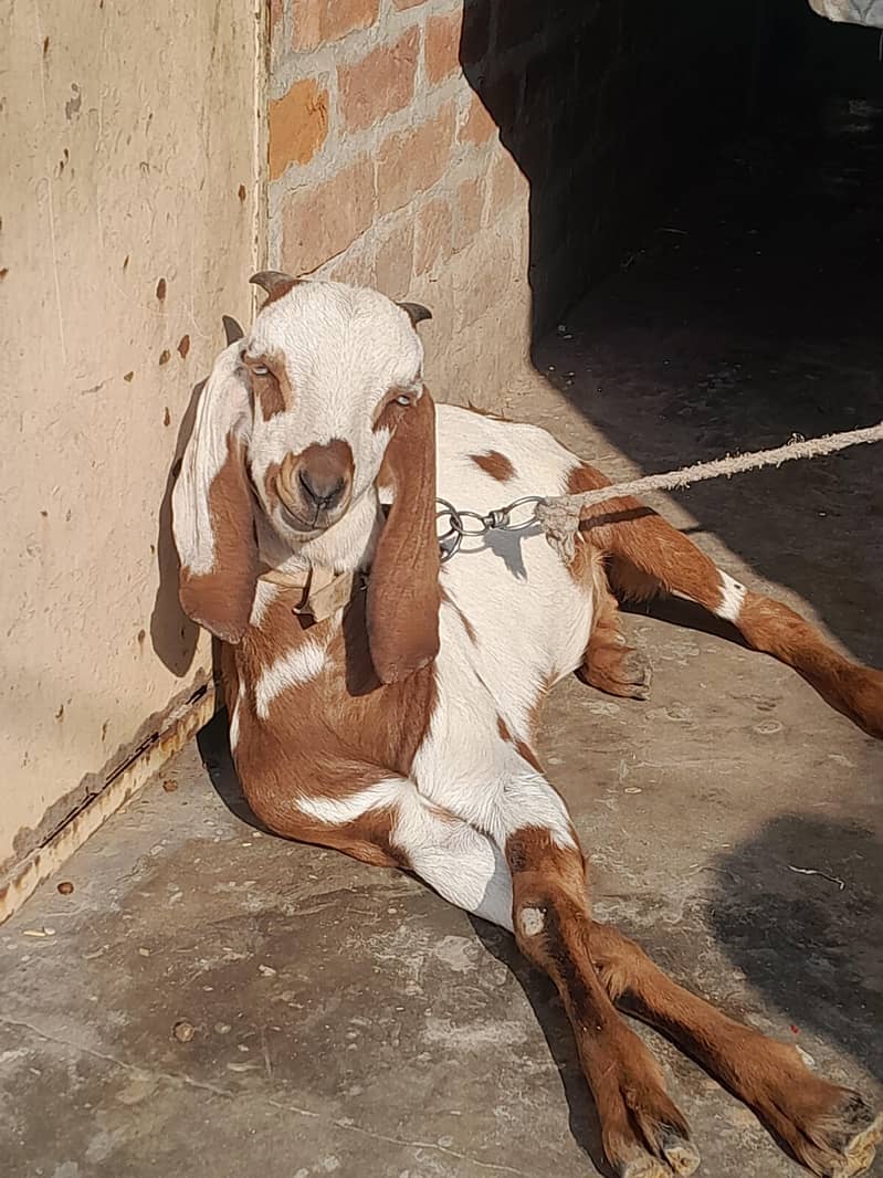Bakri/Goat 1