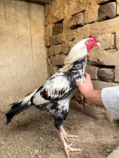 white jawa breadar full band jor ka malik white eyes location isb