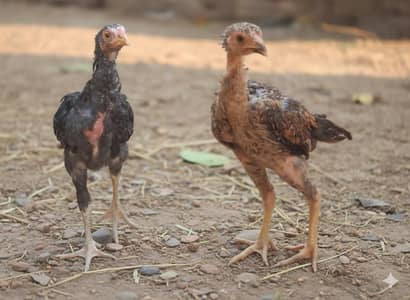 5 month asell pair for sale