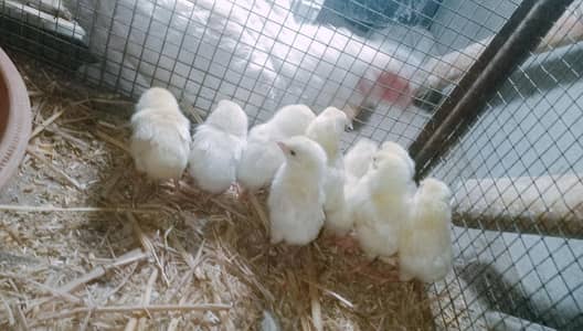 heera aseel chicks high quality