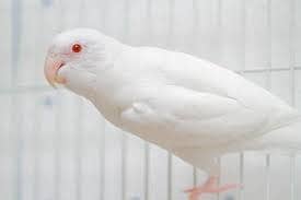 Exchange Albino Red Eyes Adult Female Love Bird