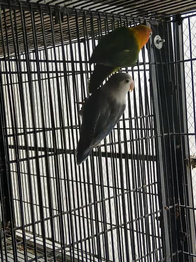 love bird pair