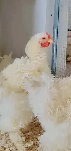 Export Quality frizzle heavy Cochin chicks