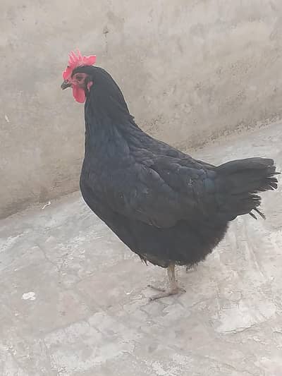 Astralorp hen