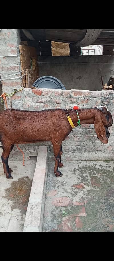 Nagari or rajanpuri bakri