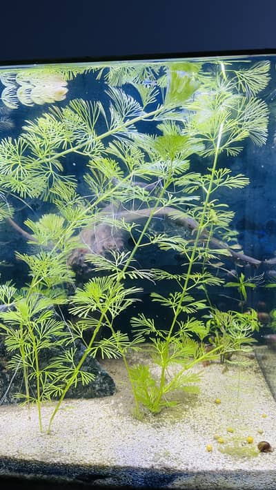 Cabomba - Hornworth - Aquarium Plant for sale
