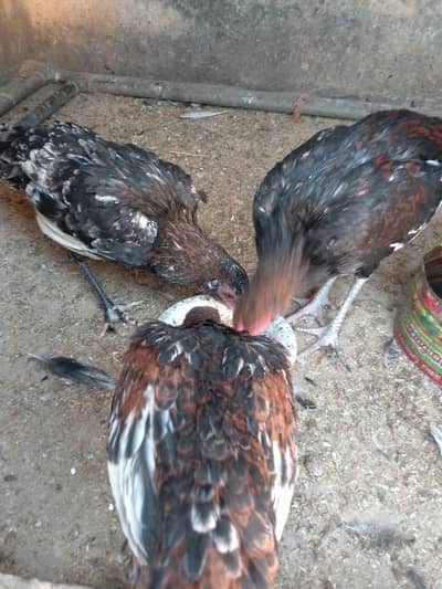 Aseel hens hy age 7 month hy 1 murga 2 murgiya hy