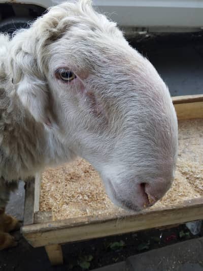 mundray jori for sale