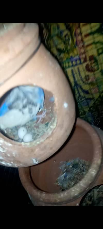 Breedar pair sale / exchange possible