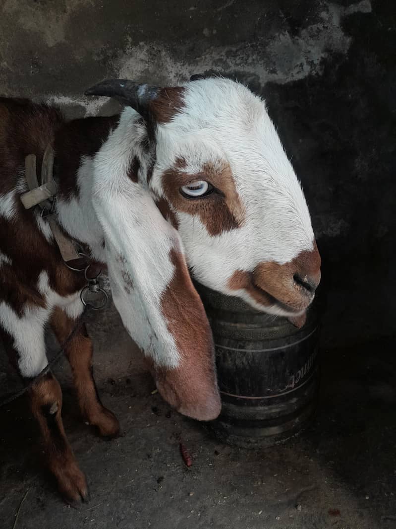Bakri/Goat 2