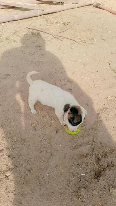 Russian dog 3 months  age
