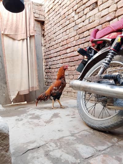 peela zehrila aseel young breeder urgent for sale