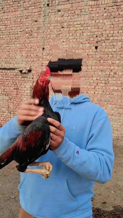 aseel murga for sale