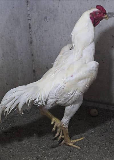 Pure German Bloodline white shamo chicks