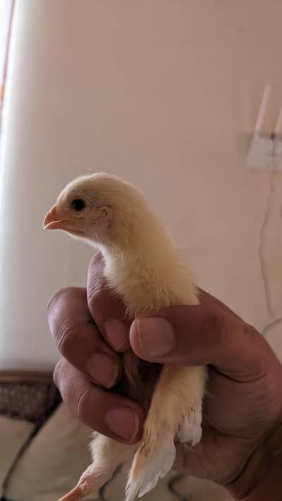 Pure German Bloodline white king shamo chicks