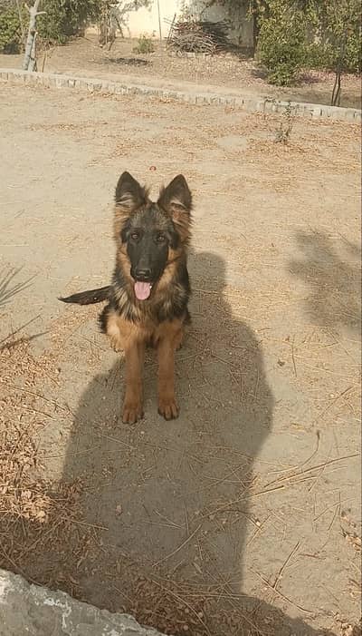 Long stock hair (GSD) female pink pedigree with microchipped