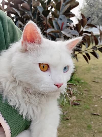 person cat breeds two eyes
