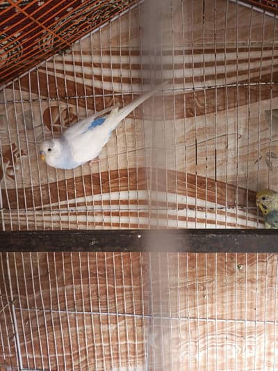 Australian budgies parrot