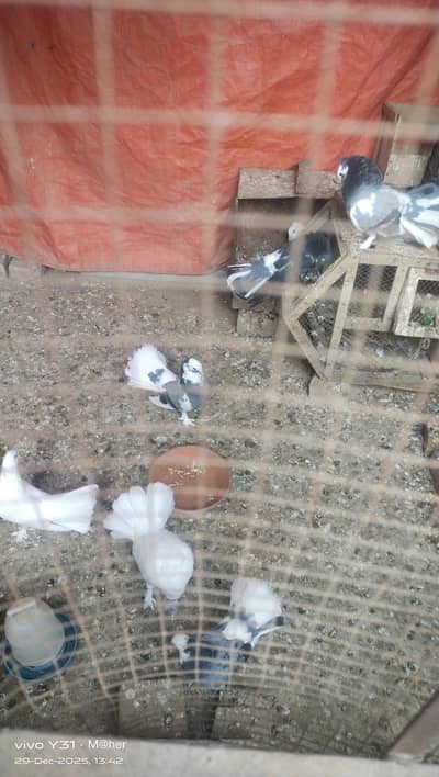lakay pigeons 8 pcs