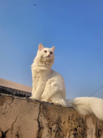 5 months kitten for sale