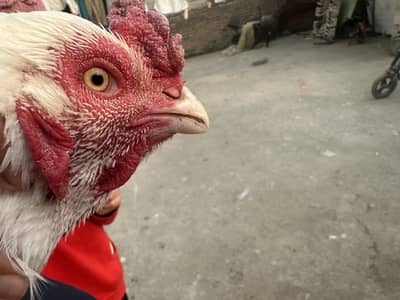 Premium Aseel White Heera Birds for Sale | Total 7 Birds