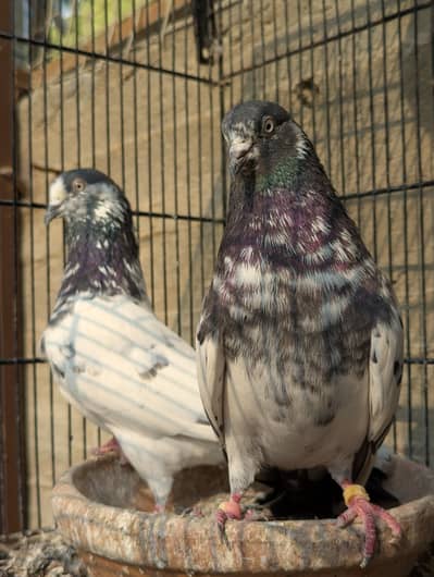Teddy Pigeon Ch Wala Pair Breeder High Flyer