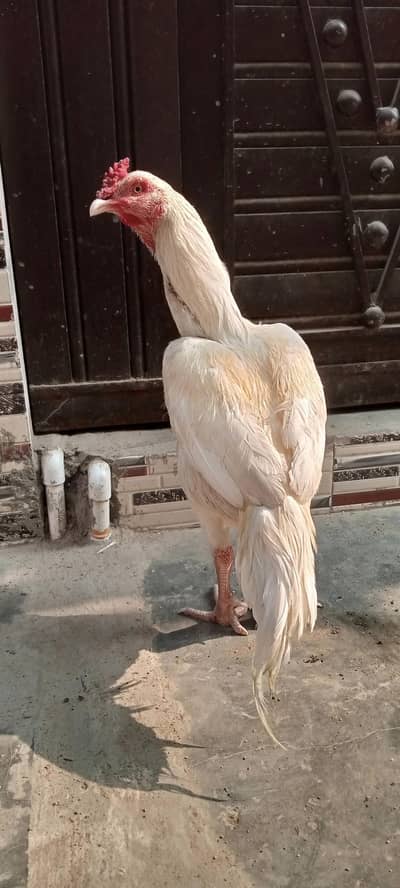 Heera Male for sale