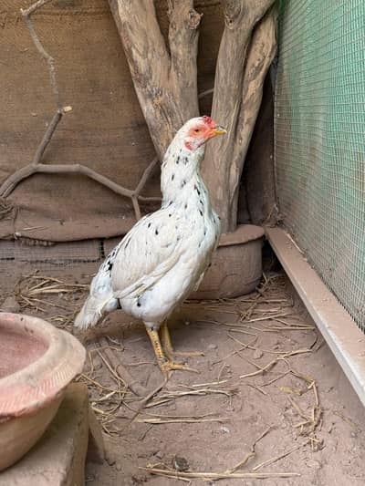 Mianwali Zero Size Madi